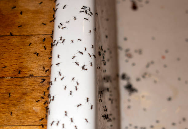 Best Pest Removal Services  in Holly Lake Ranch, TX