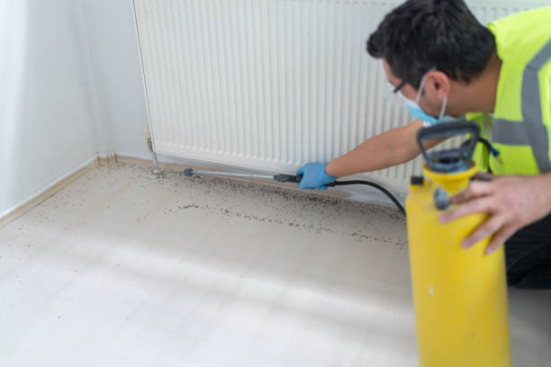 Best Flea Control Services  in Holly Lake Ranch, TX