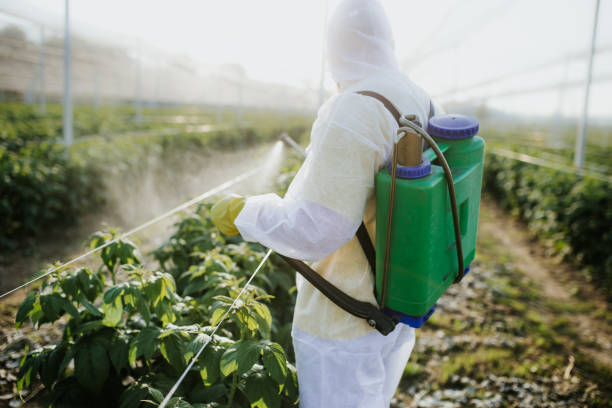 Best Insect Control  in Holly Lake Ranch, TX